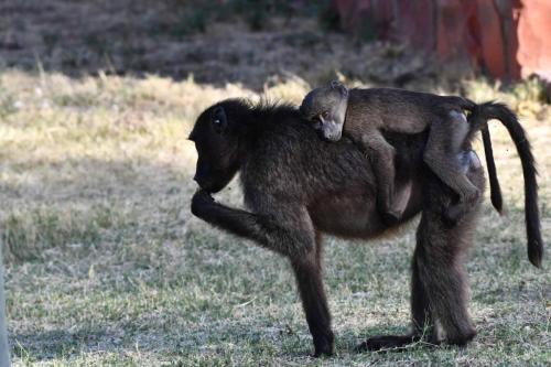 Babouins chacma
