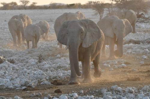 Elephants de savane