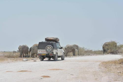 Eléphants de savane