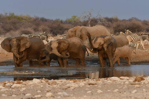 Eléphants de savane