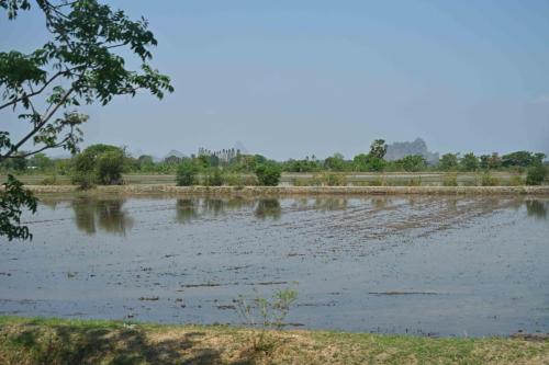 Rizières Amphoe Mueang Phetchaburi