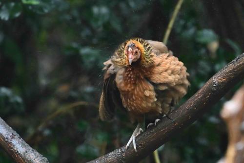 Poule bankiva