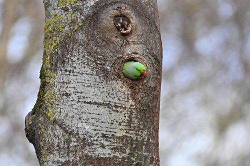 Perruche à collier