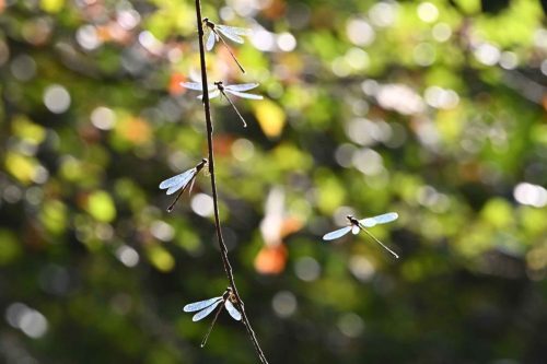 Lestes verts