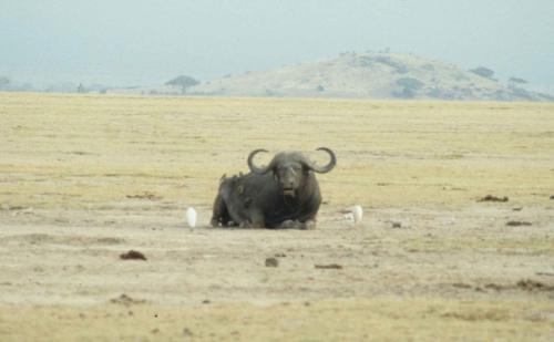 Kenya - Réserve d'Amboselli - Buffle