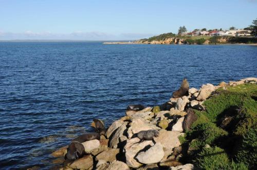 Otaries à fourrure de Nouvelle-Zélande à Kingscote