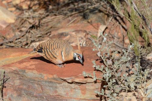 Colombine plumifère
