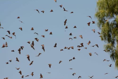 Petits renards volants roux (chauve-souris)