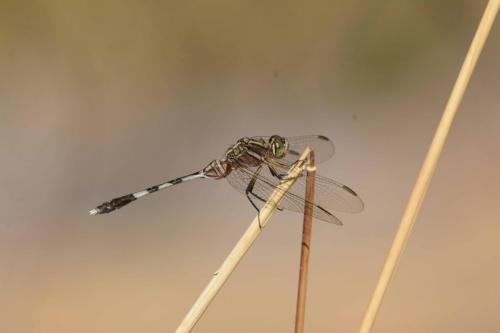 Libellule