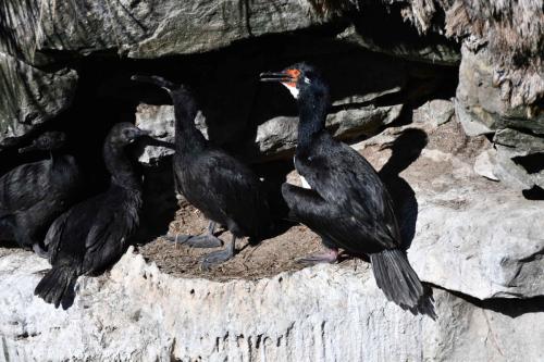 Cormoran de Magellan