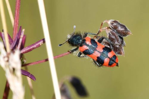 Clairon des abeilles (Trichodes apiarus)