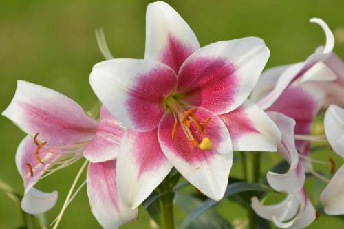 Peterhof (Résidence d'été impériale de Pierre 1er)