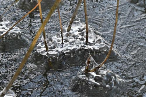 Glace étang de Saint-Quentin en Yvelines 13 février 2021