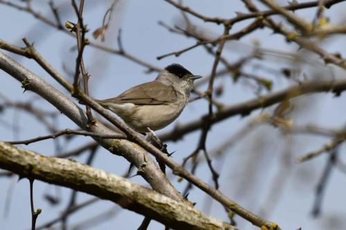 Fauvette à tête noire (mâle)