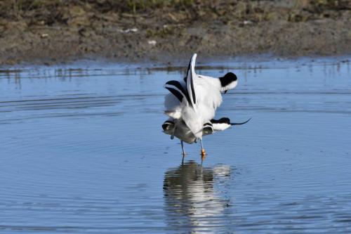 Avocettes élégantes