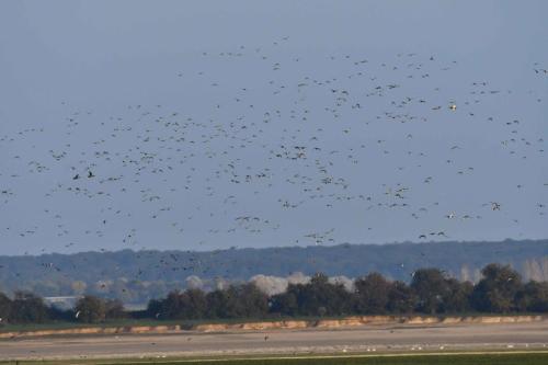 Vol de canards (Siffleurs et sarcelles d'hiver) au dessus du lac