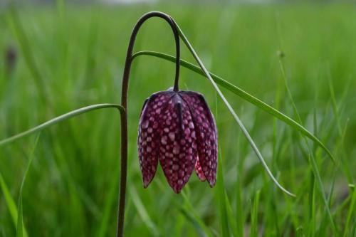 Fritillaire pintade