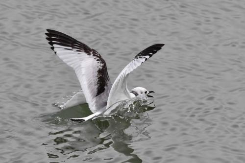 Mouette tridactyle (1ère année)