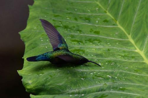 Colibri falle vert