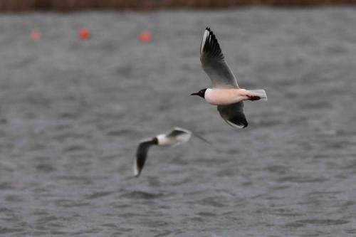 Mouette rieuse