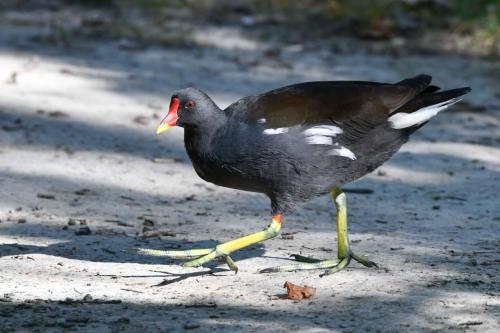 Gallinule poule d'eau