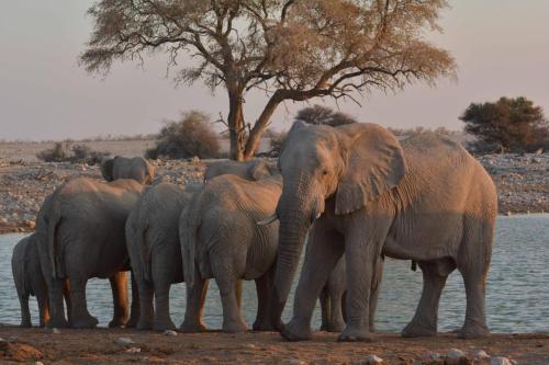 Elephants de savane
