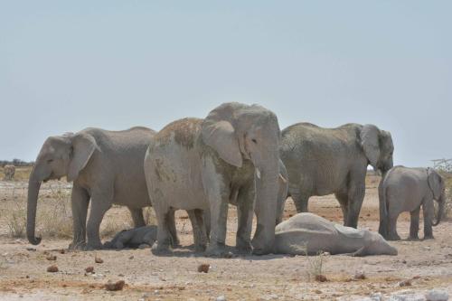 Eléphants de savane