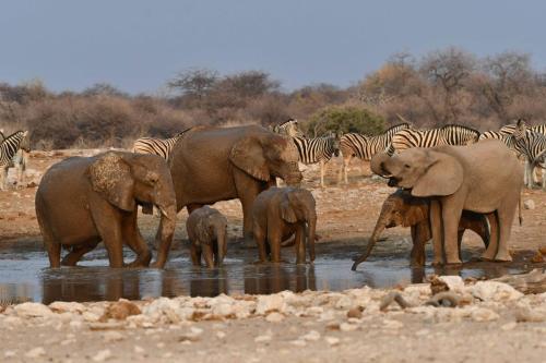 Eléphants de savane