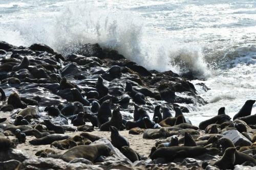 Otaries à fourrure d'Afrique du Sud