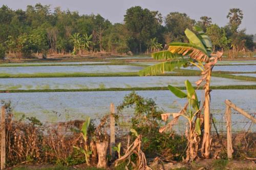Rizières à Phetchaburi