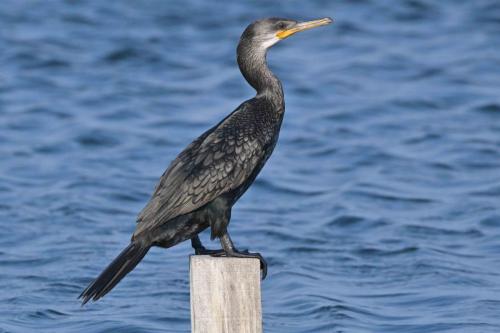 Cormoran à cou brun