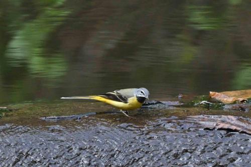 Bergeronnette des ruisseaux