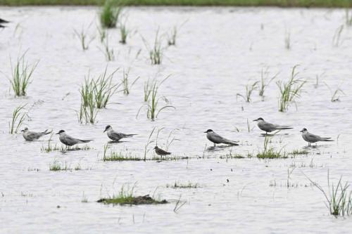Guifettes moustacs et Bécasseau de Temminck