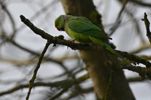Perruche à collier