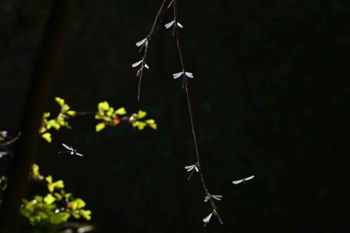 Lestes verts