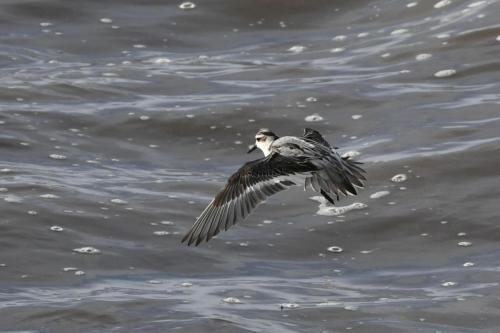 Phalarope à bec large