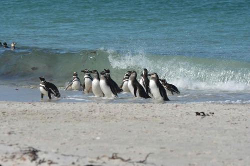 Manchots de Magellan