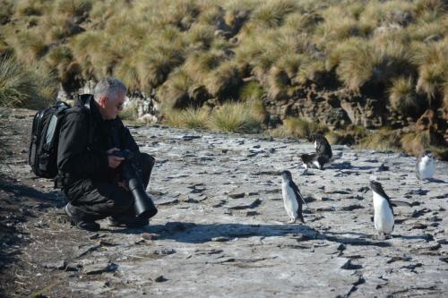 Les jeunes gorfous sauteurs sont curieux.