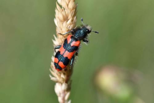 Clairon des abeilles (Trichodes apiarus)f
