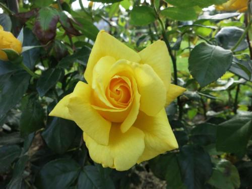 Peterhof (Résidence d'été impériale de Pierre 1er)