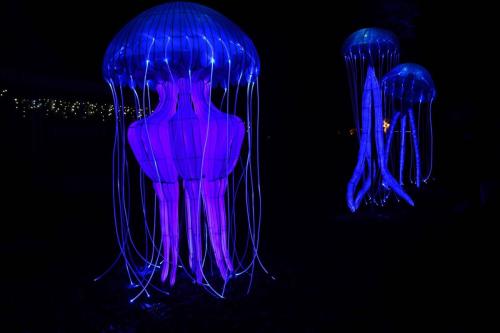 Meduses