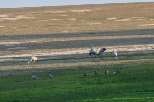 Oies cendrées et grues cendrées sur le lac