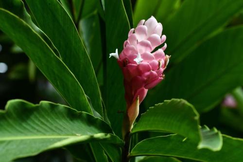 Alpinia