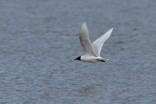 Mouette mélanocéphale