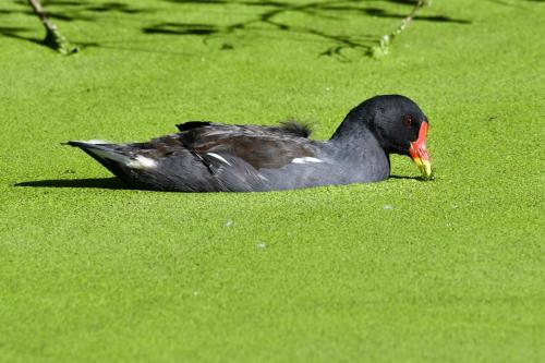 Gallinule poule d'eau