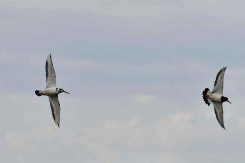 Huitriers pies, dont un avec plumage atypique.