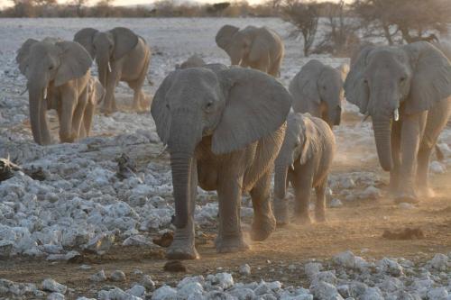Elephants de savane