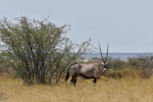 Oryx
