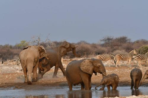 Eléphants de savane