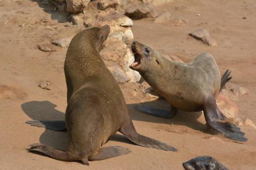 Otaries à fourrure d'Afrique du Sud